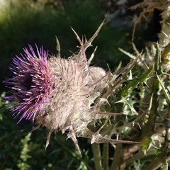 Cirsium nivale