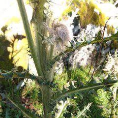 Cirsium nivale