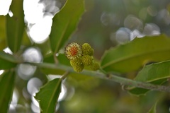 Olmediella betschleriana