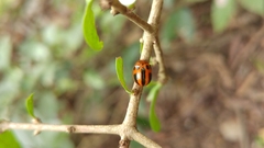Plagiodera semivittata