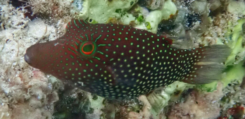 Spotted puffer