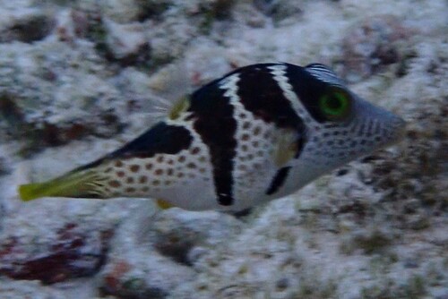 Valentinni's sharpnose puffer