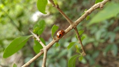 Plagiodera semivittata