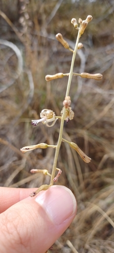 Image of Drimia elata by (c) Danie Palm, some rights reserved (CC BY)