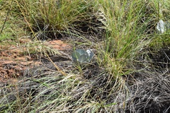 Asclepias nummularia