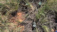 Asclepias nummularia