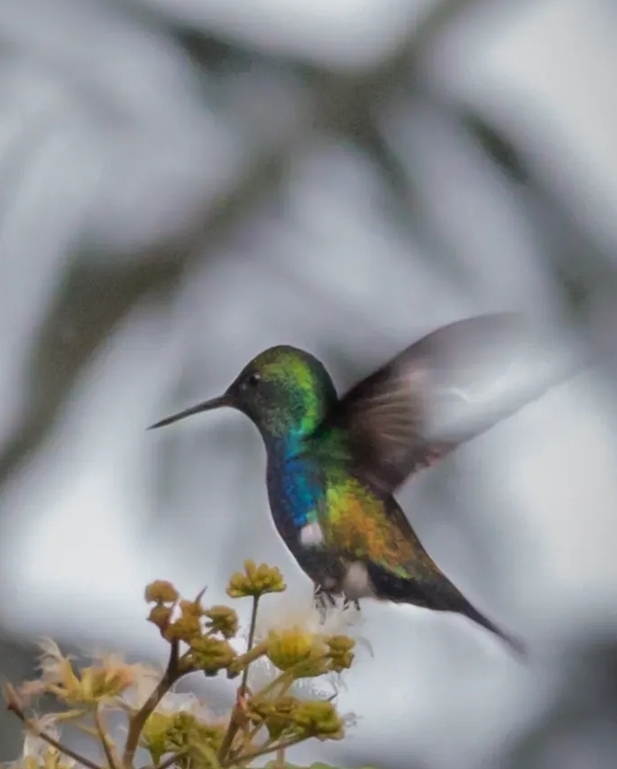 Violet-bellied Hummingbird (Chlorestes julie), photo 8