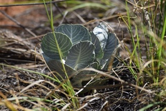Asclepias nummularia