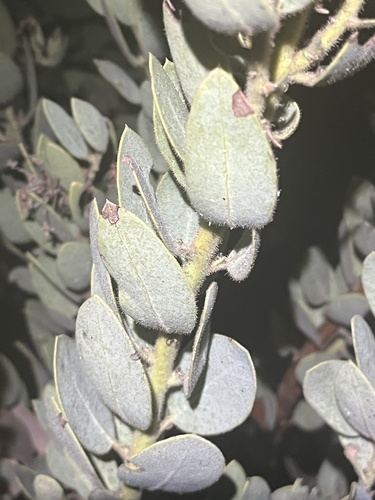 iNaturalist observation photo of bearberries and manzanitas