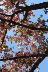 Prunus serrulata