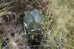 Asclepias nummularia