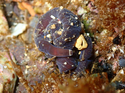 Lineus grubei