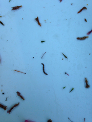 Poecilasthena pulchraria