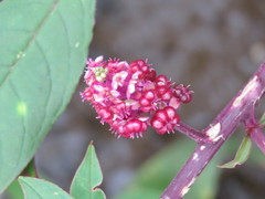 Phytolacca rugosa
