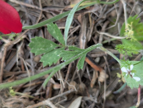 Ranunculus asiaticus