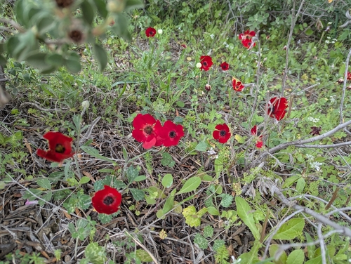 Ranunculus asiaticus