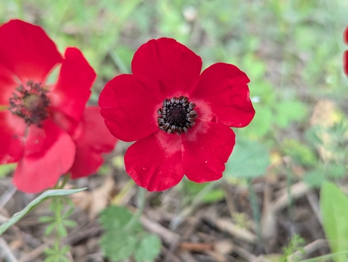 Ranunculus asiaticus