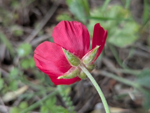 Ranunculus asiaticus