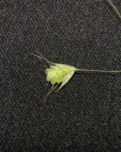 Neesiochloa barbata