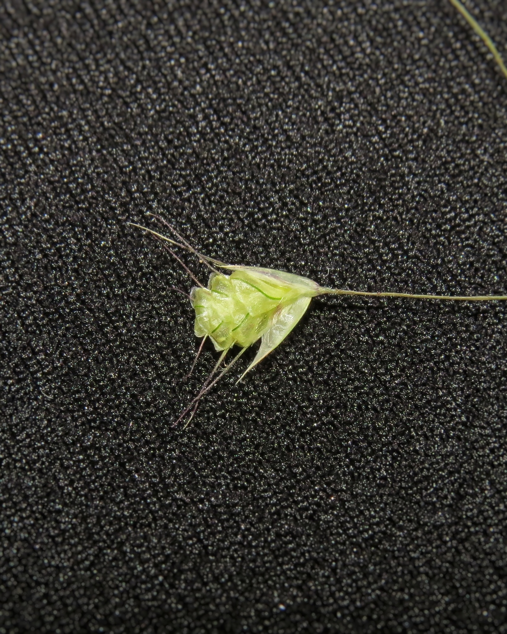 Neesiochloa barbata