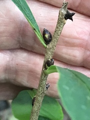 Daphne mezereum
