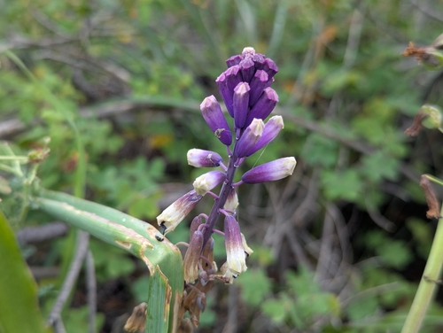 Image of Bellevalia trifoliata by (c) Elias, some rights reserved (CC BY)