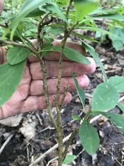Daphne mezereum