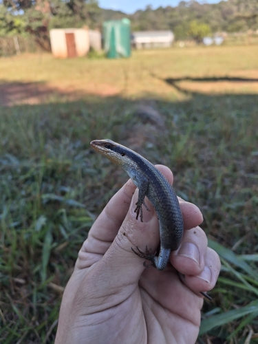 Wahlberg’s Striped Skink