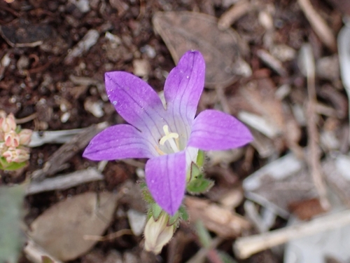 Image of Campanula rhodensis by (c) Elias, some rights reserved (CC BY)