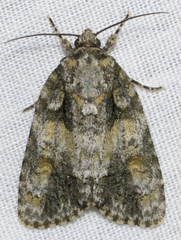 Acronicta ovata