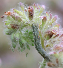 Heliothis phloxiphaga