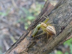Oxyopes lineatus