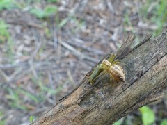 Oxyopes lineatus