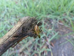 Oxyopes lineatus