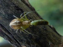 Oxyopes lineatus