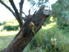 Oxyopes lineatus