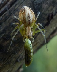 Oxyopes lineatus