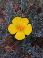Eschscholzia ramosa