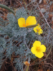 Eschscholzia ramosa