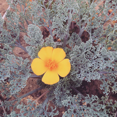 Eschscholzia ramosa