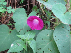 Ipomoea orizabensis orizabensis