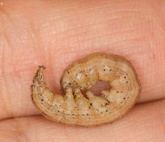 Heliothis phloxiphaga