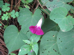 Ipomoea orizabensis orizabensis