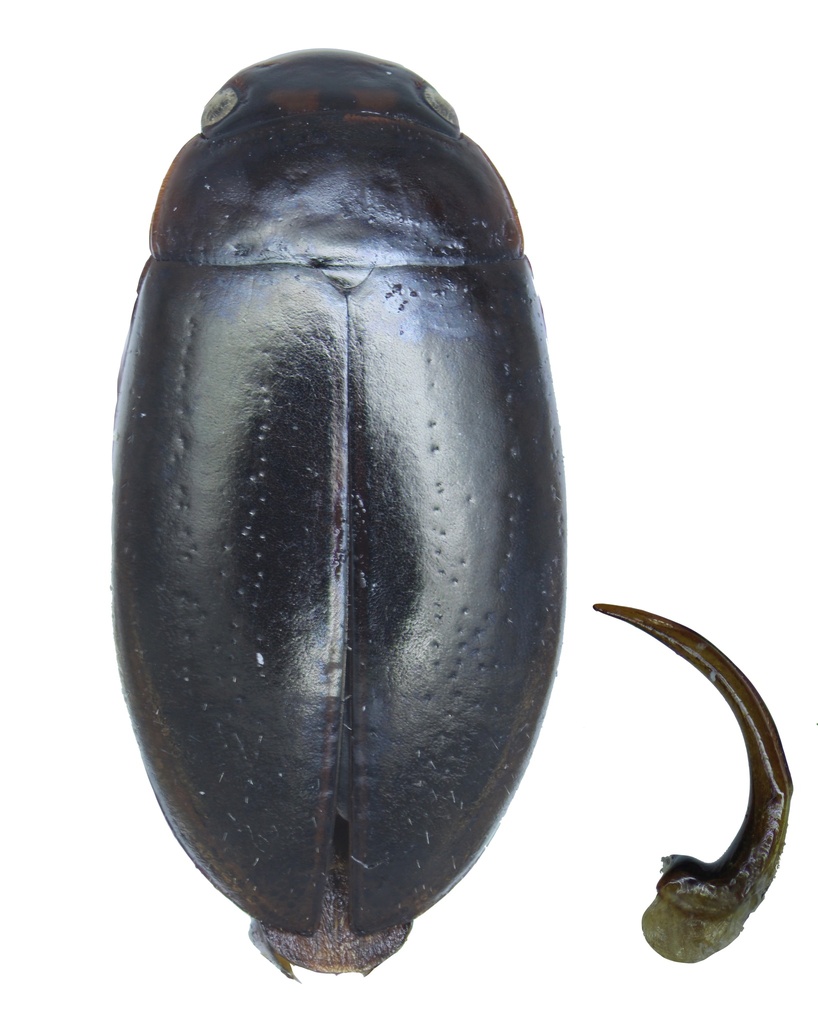 Agabus dilatatus