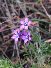 Gilia nevinii