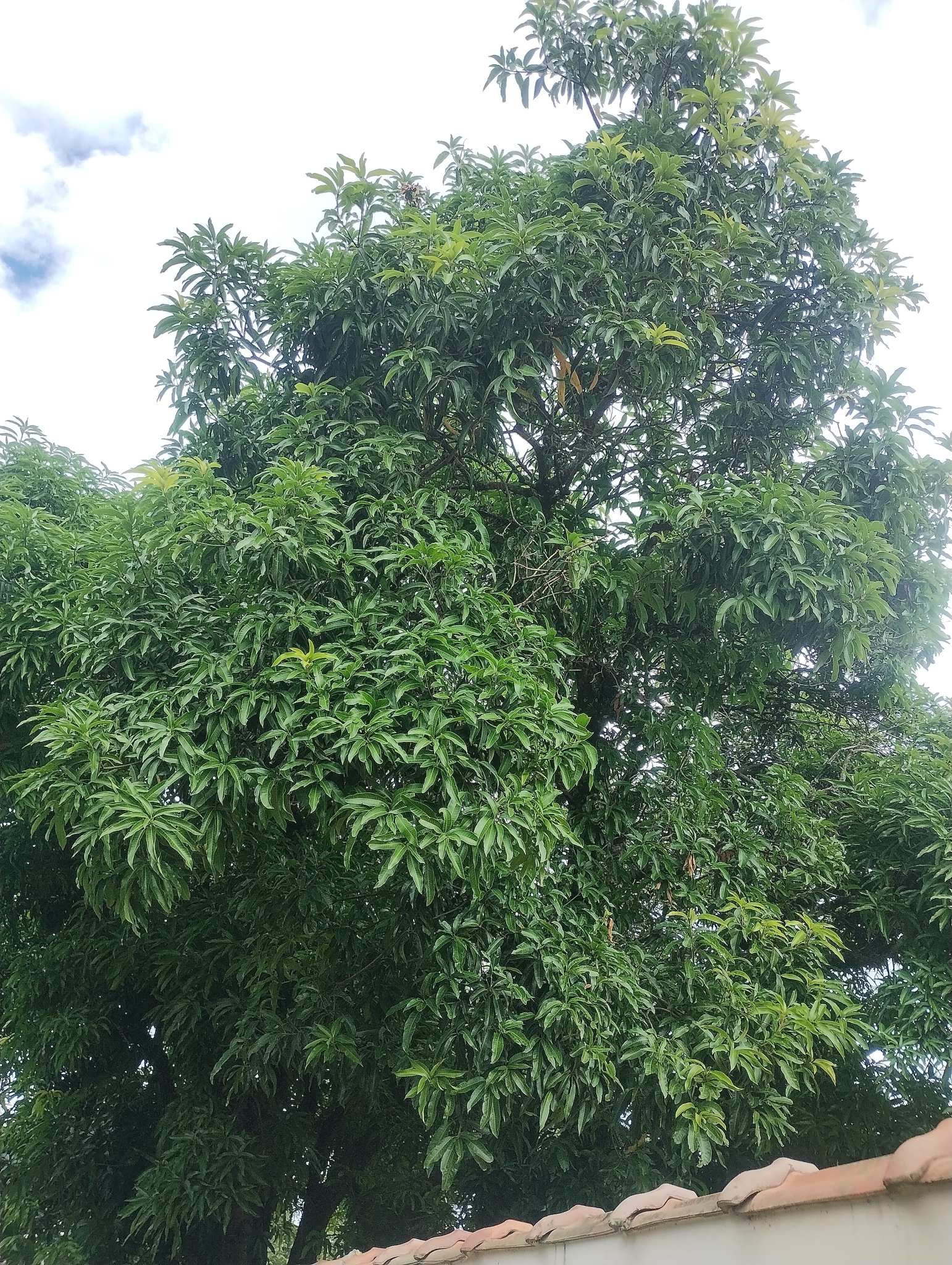 Mangifera indica
