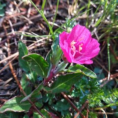 Oenothera deserticola