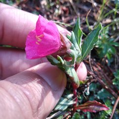 Oenothera deserticola