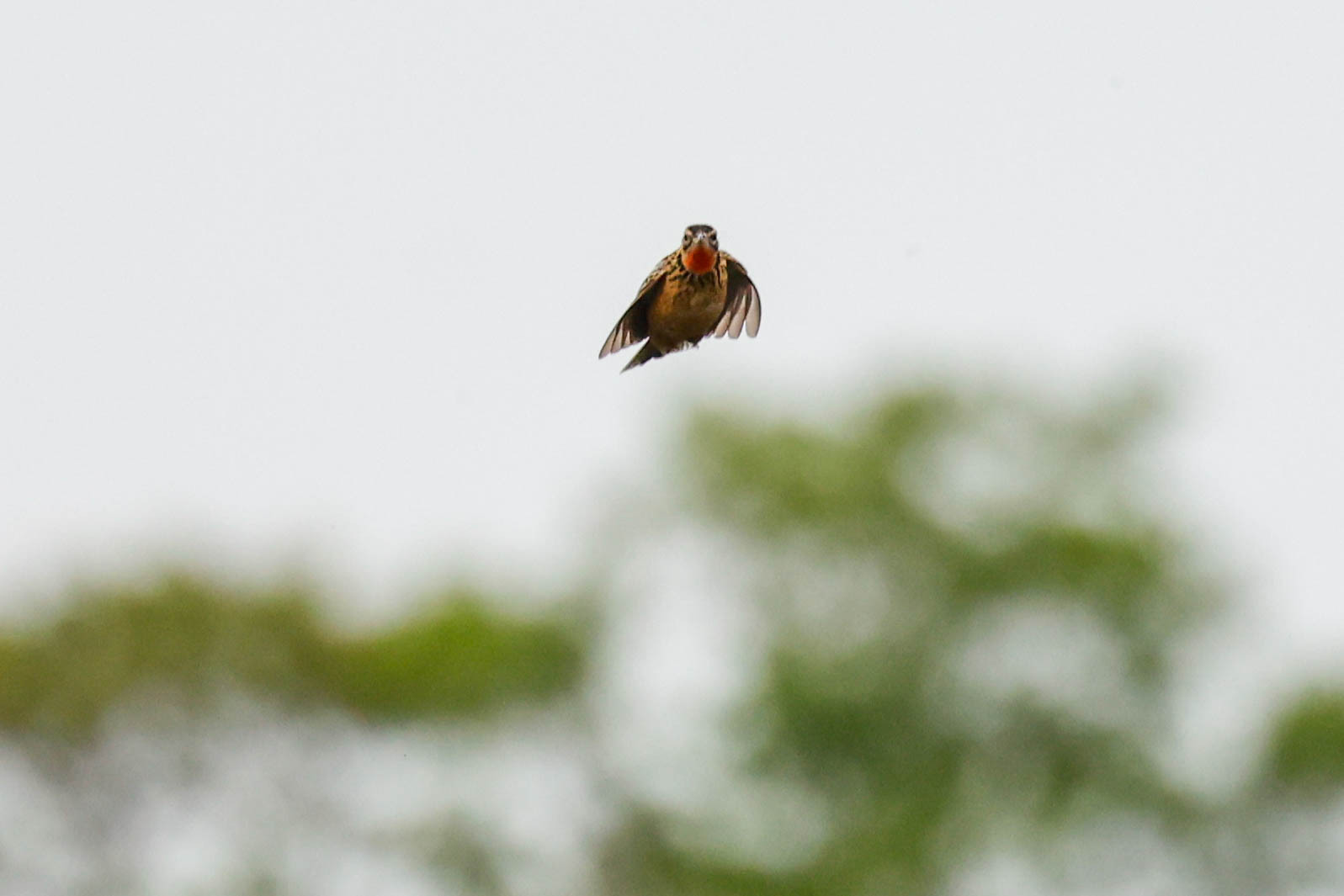 Grimwood's Longclaw (Macronyx grimwoodi), photo 3
