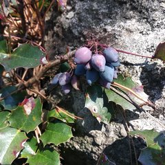 Berberis alpina